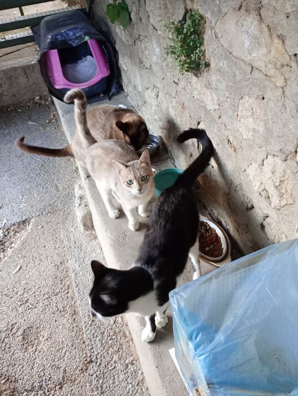 Photo 3 de LES CHATS LIBRES DE MONTFRIN